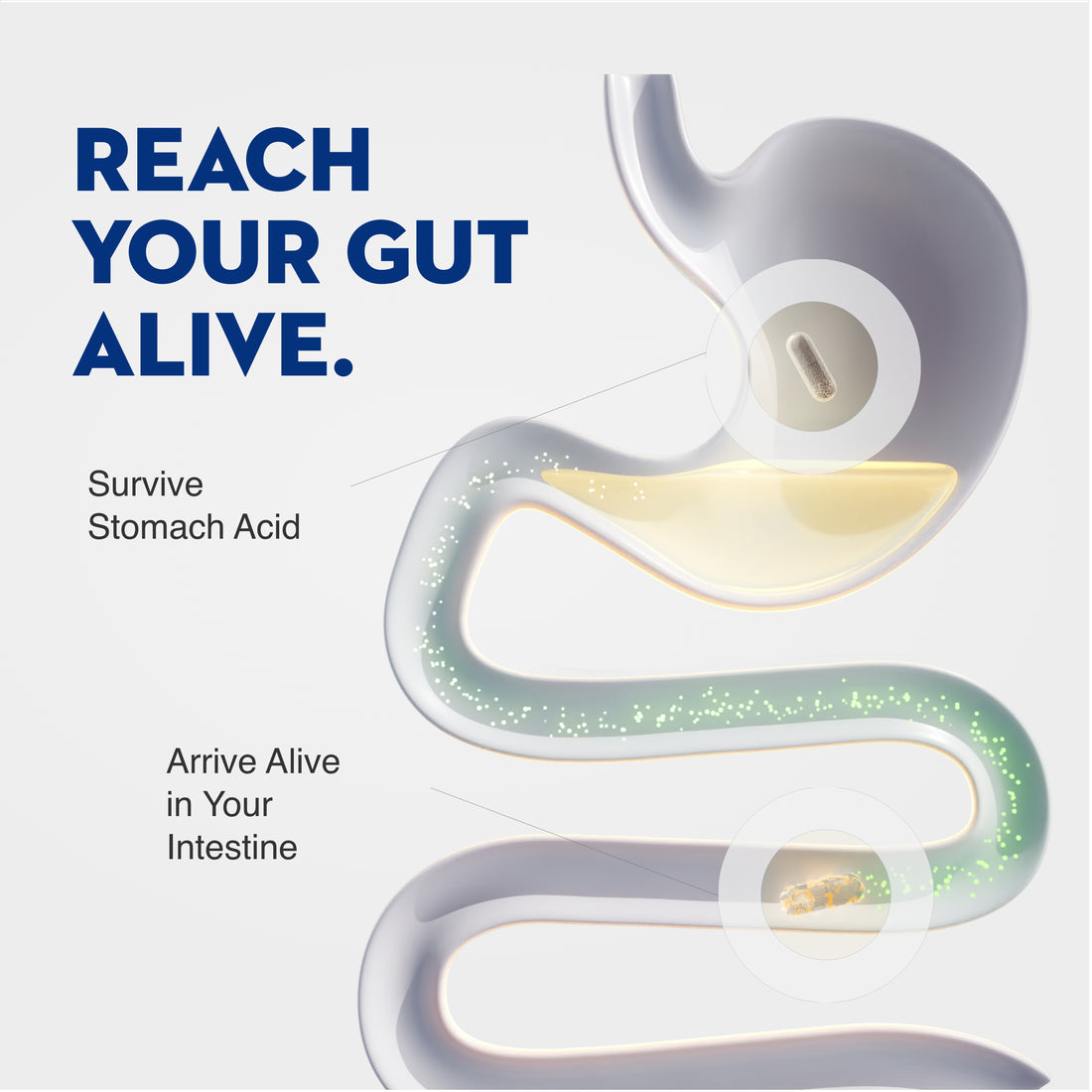 Mycrobiome Complete Probiotic (PRE-PRO-POSTBIOTIC) by Solaray